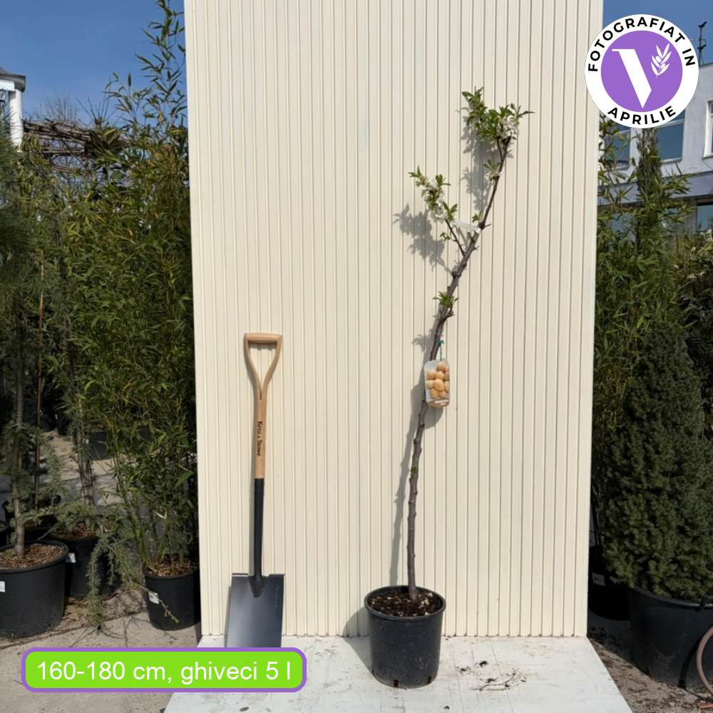 Бадем 'Genco' (Prunus amygdalus) – сладки хрупкави бадеми, 2-годишен плодоносящ