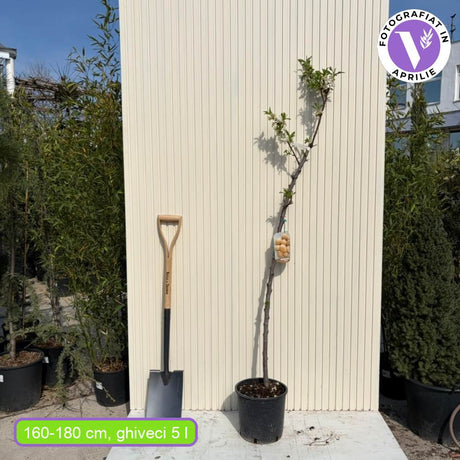 Бадем 'Genco' (Prunus amygdalus) – сладки хрупкави бадеми, 2-годишен плодоносящ