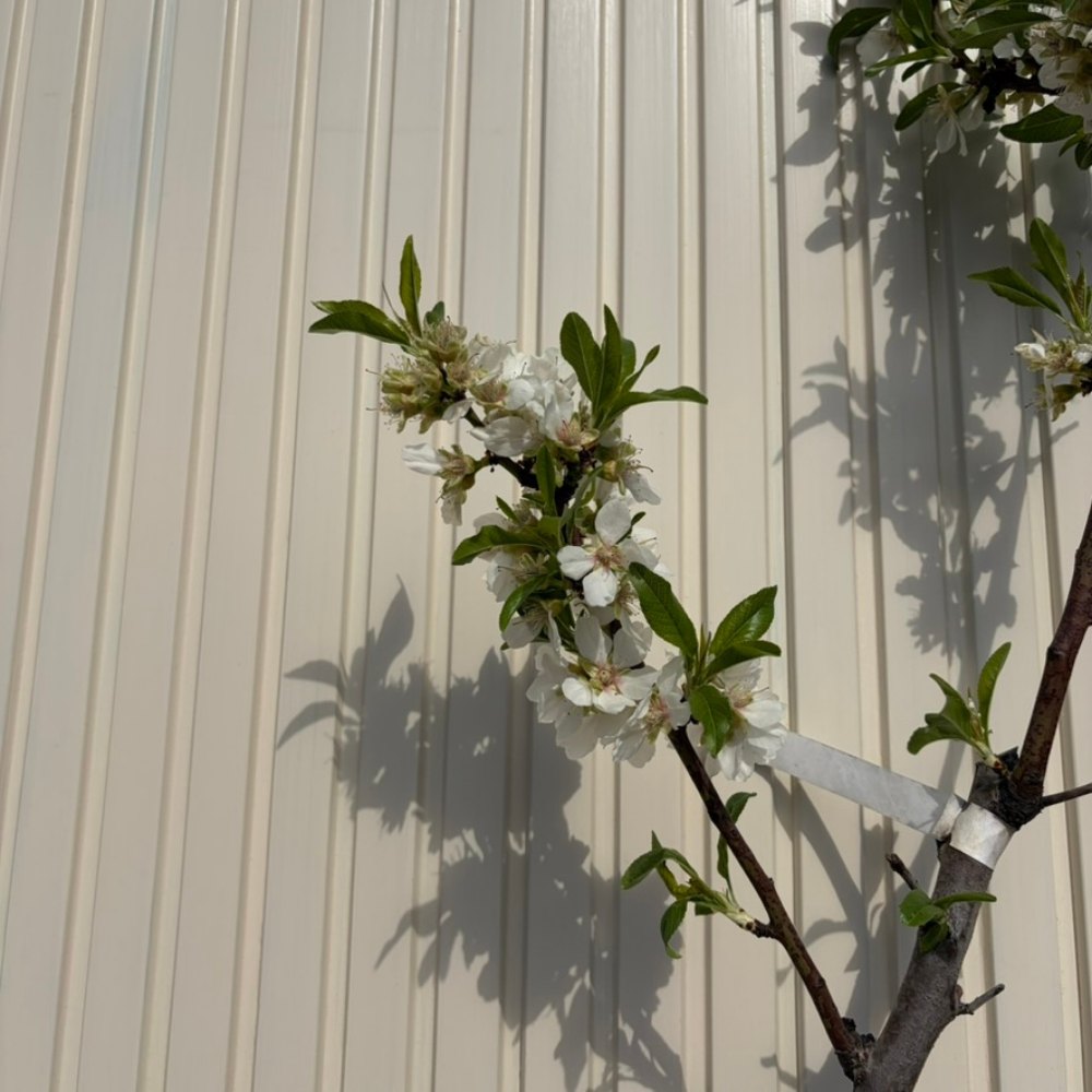 Бадем 'Genco' (Prunus amygdalus) – сладки хрупкави бадеми, 2-годишен плодоносящ