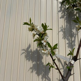 Бадем 'Genco' (Prunus amygdalus) – сладки хрупкави бадеми, 2-годишен плодоносящ