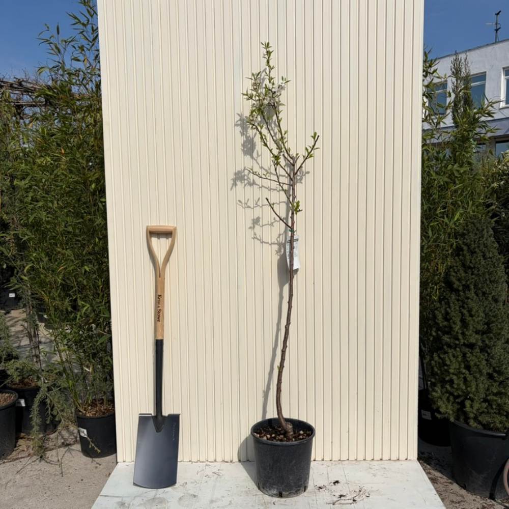 Мигдал (Prunus amygdalus) Santa Caterina с сладки хрупкави бадеми, 2-ра година на плододаване.