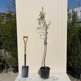 Мигдал (Prunus amygdalus) Santa Caterina с сладки хрупкави бадеми, 2-ра година на плододаване.