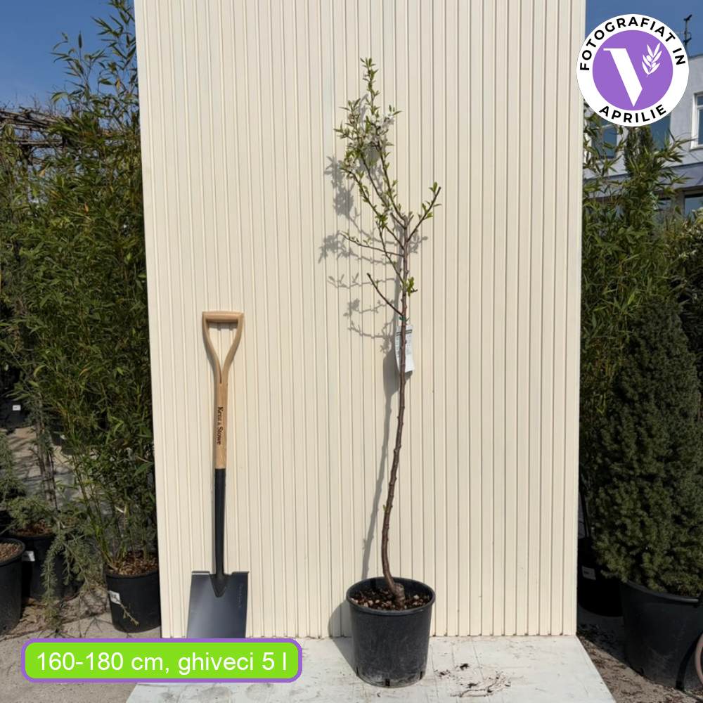 Мигдал (Prunus amygdalus) Santa Caterina с сладки хрупкави бадеми, 2-ра година на плододаване.