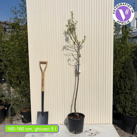 Мигдал (Prunus amygdalus) Santa Caterina с сладки хрупкави бадеми, 2-ра година на плододаване.