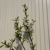 Мигдал (Prunus amygdalus) Santa Caterina с сладки хрупкави бадеми, 2-ра година на плододаване.
