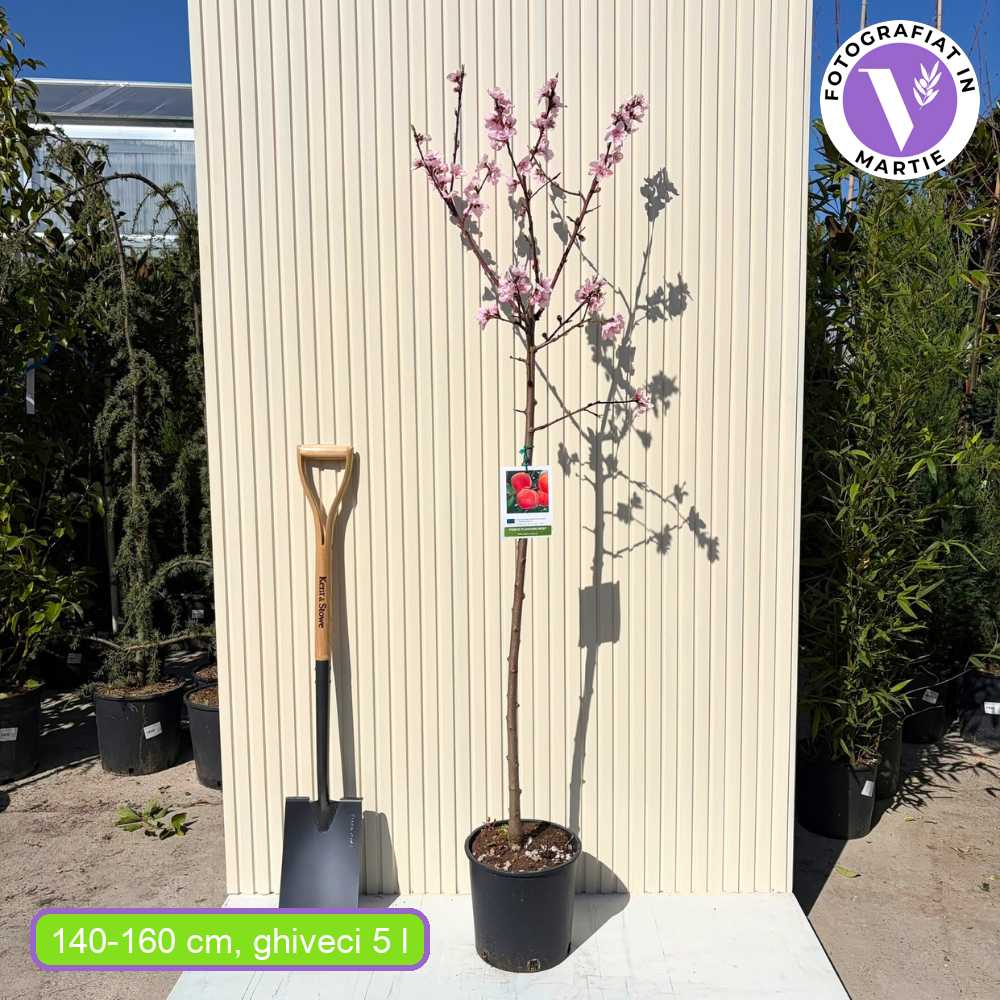 Праскова Flavorcrest (Prunus persica), с розово-червени плодове, 2-ра година плододаване