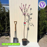 Праскова Flavorcrest (Prunus persica), с розово-червени плодове, 2-ра година плододаване