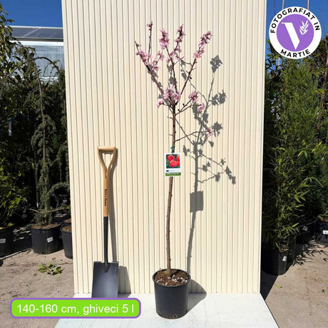 Праскова Flavorcrest (Prunus persica), с розово-червени плодове, 2-ра година плододаване