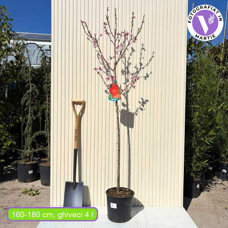 Нектарина Noce Indipendence (Prunus persica), с червено-жълти плодове, 2-ра година плододаване