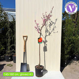 Нектарина (Prunus Persica) Noce Venus с червено-жълти плодове, втора година на плододаване
