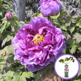 Божур дърво (Paeonia suffruticosa) с люляковорозови цветове – зашеметяващ цъфтеж и деликатен аромат