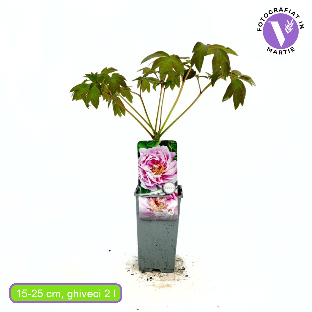 Божур дърво (Paeonia suffruticosa) с люляковорозови цветове – зашеметяващ цъфтеж и деликатен аромат