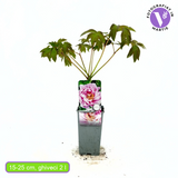 Божур дърво (Paeonia suffruticosa) с люляковорозови цветове – зашеметяващ цъфтеж и деликатен аромат