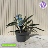 Юка Gloriosa Variegata, със зелени листа и жълти краища