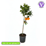 Портокал Lane Late (Citrus sinensis), с едри сладки оранжеви плодове, плододава от 2-та година