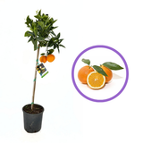 Портокал Lane Late (Citrus sinensis), с едри сладки оранжеви плодове, плододава от 2-та година