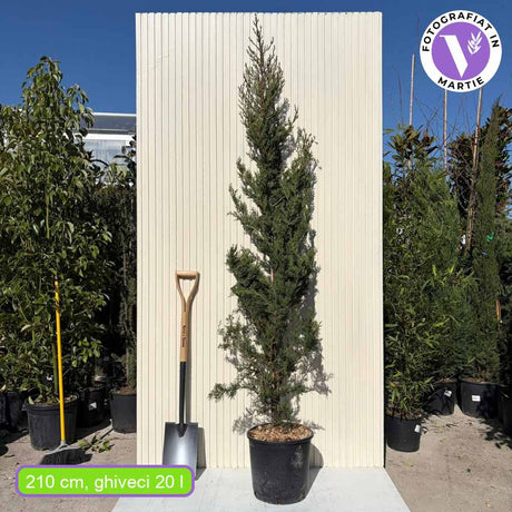 Италиански кипарис (Cupressus sempervirens Pyramidalis), колонен, устойчив, интензивнозелен, бърз растеж