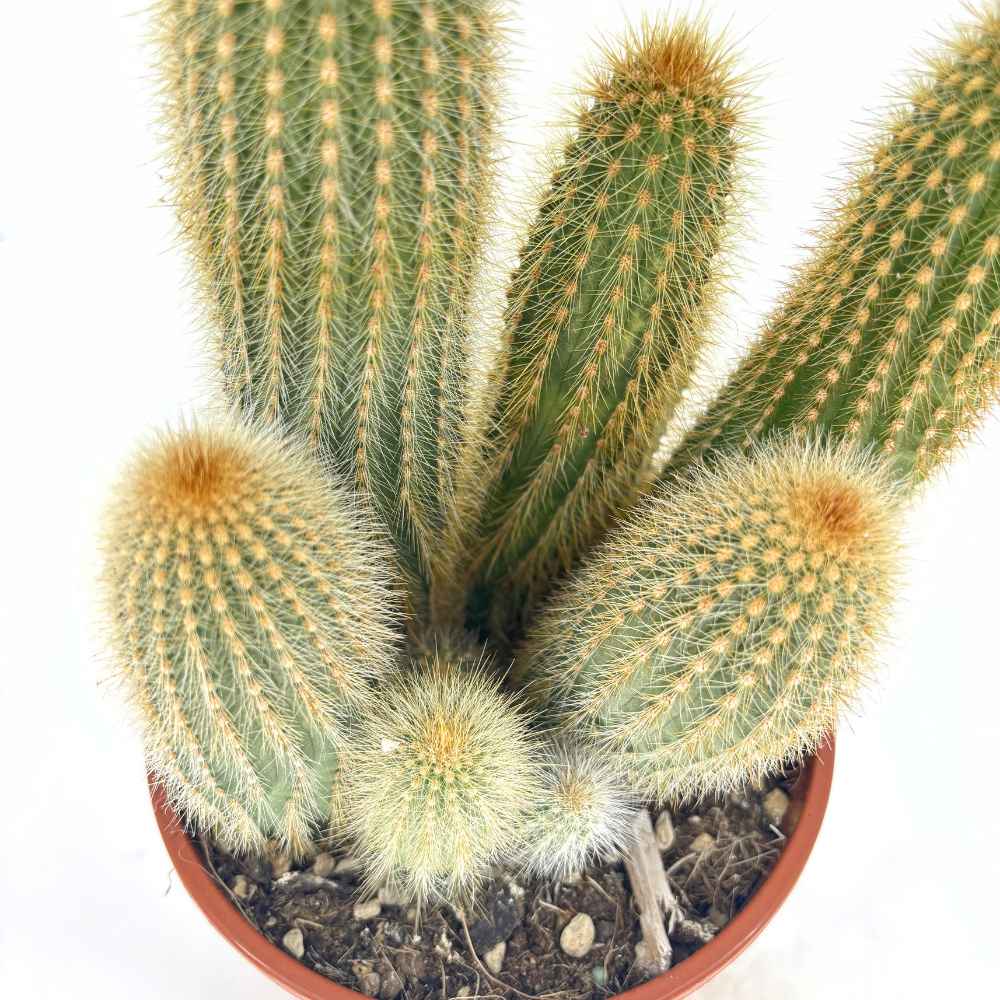 Пародия (Parodia leninghausii) 30–40 см – рядък декоративен кактус с жълти цветове