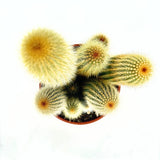 Пародия (Parodia leninghausii) 30–40 см – рядък декоративен кактус с жълти цветове