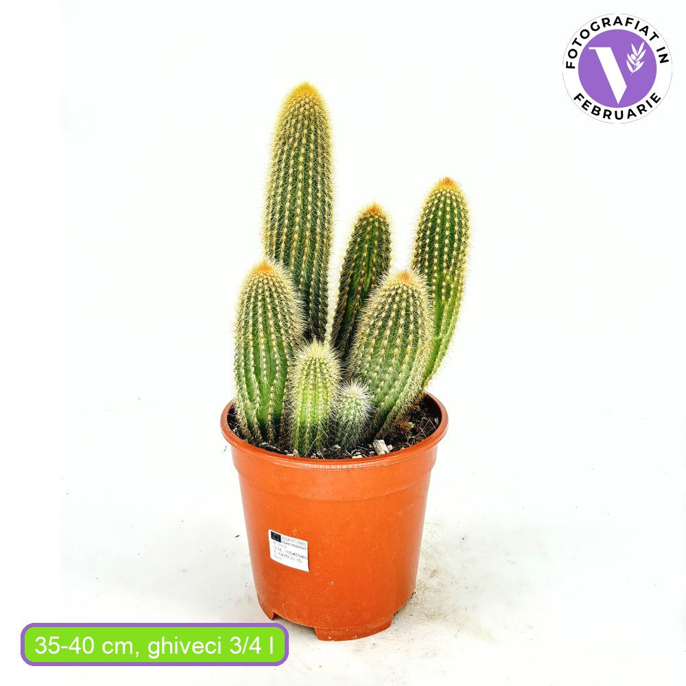 Пародия (Parodia leninghausii) 30–40 см – рядък декоративен кактус с жълти цветове