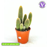 Пародия (Parodia leninghausii) 30–40 см – рядък декоративен кактус с жълти цветове