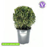 Чемшир сферичен (Buxus sempervirens) – вечнозелена топка с елегантен вид за градината