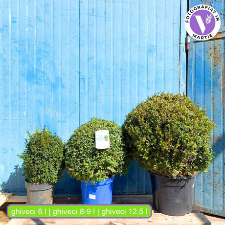 Чемшир сферичен (Buxus sempervirens) – вечнозелена топка с елегантен вид за градината