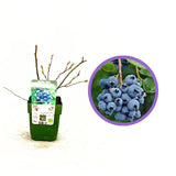 Ранна боровинка Reka (Vaccinium corymbosum), продуктивен храст с едри синьо-сладки плодове, 1-ва година плододаване