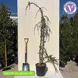 Кедър син Glauca Atlantica (Pendula), плачещ вечнозелен синьо-сребрист иглолистен, студоустойчив