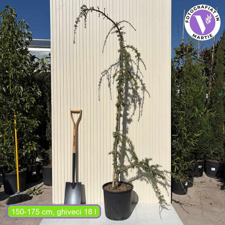 Кедър син Glauca Atlantica (Pendula), плачещ вечнозелен синьо-сребрист иглолистен, студоустойчив