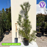 Алепски бор (Pinus halepensis) – средиземноморски вечнозелен иглолистен с бърз растеж