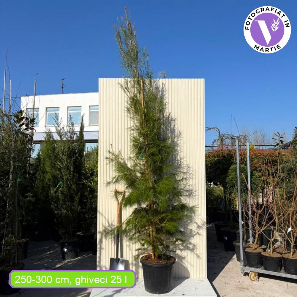 Алепски бор (Pinus halepensis) – средиземноморски вечнозелен иглолистен с бърз растеж
