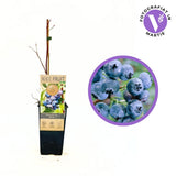 Продуктивна боровинка Jersey (Vaccinium corymbosum), храст с едри сладки плодове, устойчив и с висок добив, 1-ва година плододаване
