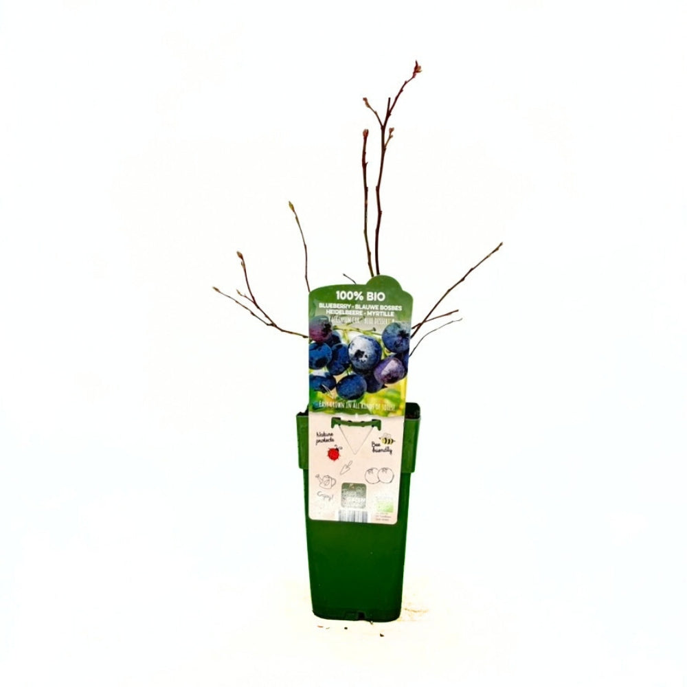 Продуктивна боровинка Blue Dessert BIO (Vaccinium corymbosum), с едри сладки плодове, висока продуктивност и добра устойчивост, 1-ва година плододаване