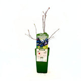 Продуктивна боровинка Blue Dessert BIO (Vaccinium corymbosum), с едри сладки плодове, висока продуктивност и добра устойчивост, 1-ва година плододаване