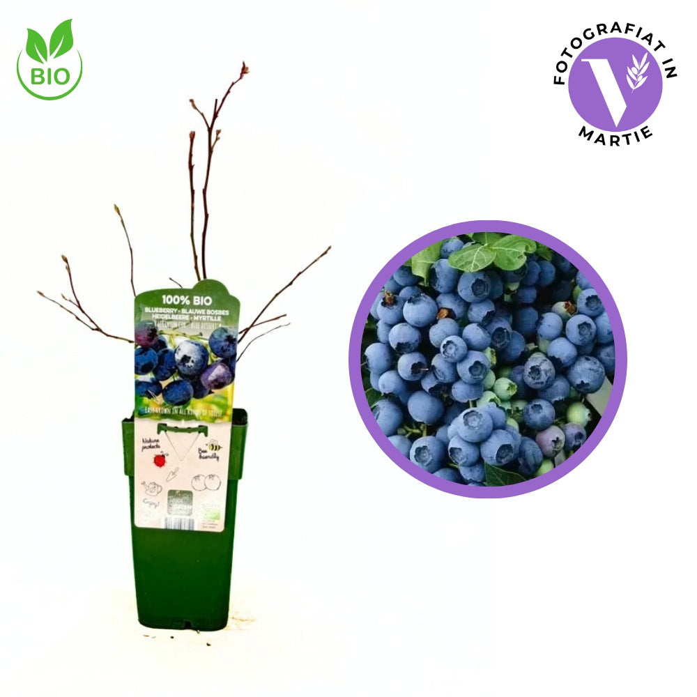 Продуктивна боровинка Blue Dessert BIO (Vaccinium corymbosum), с едри сладки плодове, висока продуктивност и добра устойчивост, 1-ва година плододаване