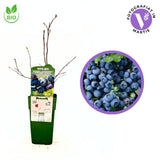 Продуктивна боровинка Blue Dessert BIO (Vaccinium corymbosum), с едри сладки плодове, висока продуктивност и добра устойчивост, 1-ва година плододаване