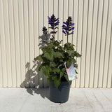 Декоративен салвия Salgoon Lake Blueberry – многогодишно растение с ароматни сини цветове