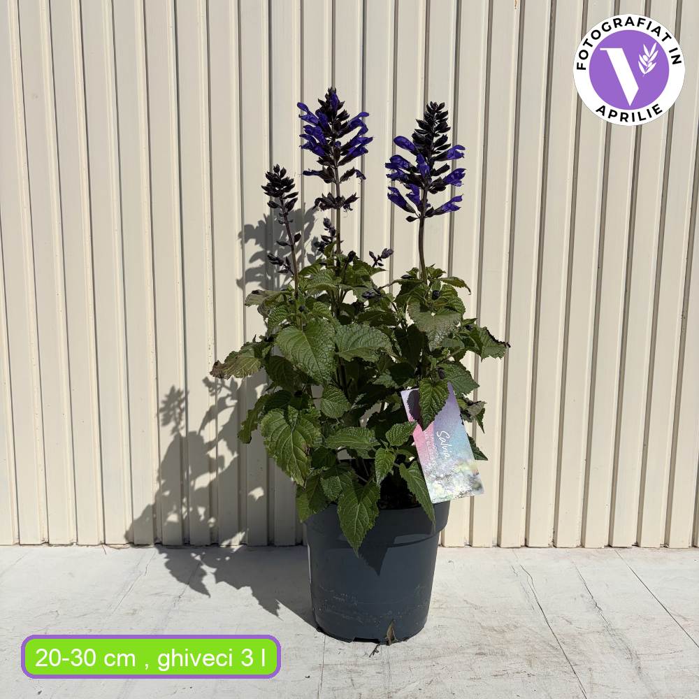 Декоративен салвия Salgoon Lake Blueberry – многогодишно растение с ароматни сини цветове