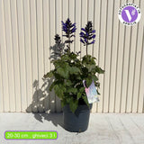 Декоративен салвия Salgoon Lake Blueberry – многогодишно растение с ароматни сини цветове