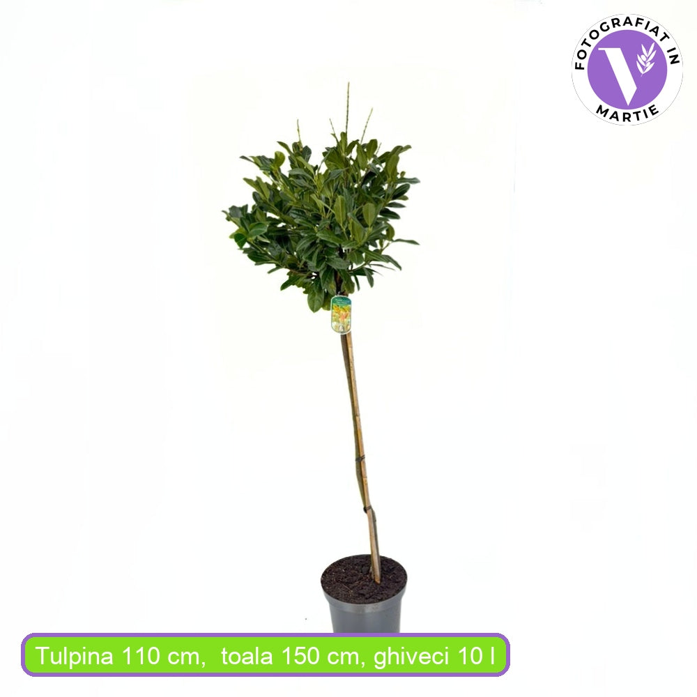 Лавровишна на стъбло (Prunus laurocerasus) 'Rantan' – вечнозелено дърво с лъскави листа