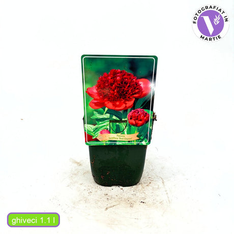 Божур дървовиден Red Charm, с тъмночервени ароматни цветове, студоустойчив