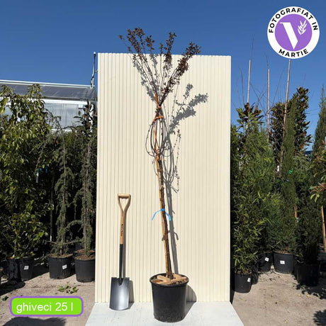 Декоративна слива червенолистна Pissardii, с червени листа и розови цветове