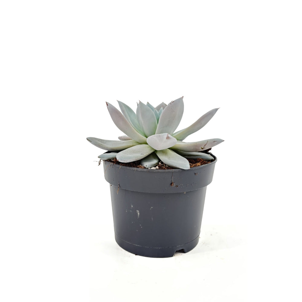 Сукулент (Echeveria) Mexican Giant, 20 см – сребристо-перлена гигантска розетка за интериор