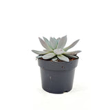 Сукулент (Echeveria) Mexican Giant, 20 см – сребристо-перлена гигантска розетка за интериор