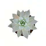 Сукулент (Echeveria) Mexican Giant, 20 см – сребристо-перлена гигантска розетка за интериор
