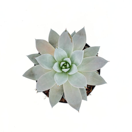 Сукулент (Echeveria) Mexican Giant, 20 см – сребристо-перлена гигантска розетка за интериор