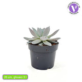Сукулент (Echeveria) Mexican Giant, 20 см – сребристо-перлена гигантска розетка за интериор
