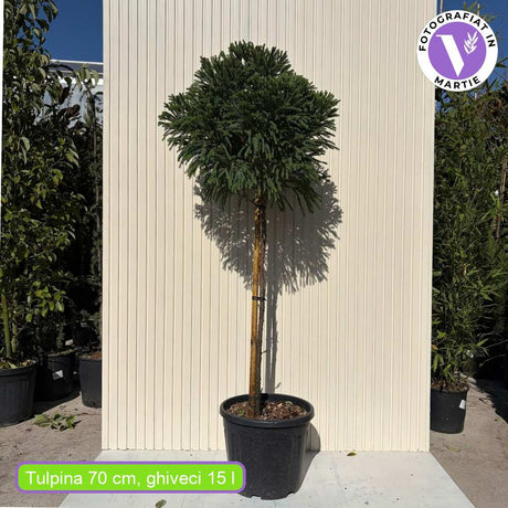 Криптомерия японска Globosa Nana на стъбло, японски джудже-конфер, сферична форма, декоративна целогодишно, за саксии и малки градини