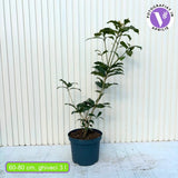Османтус – Osmanthus fragrans, вечнозелен храст с ароматни бели цветове и лъскава зеленина